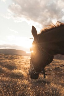 夕阳下旷野中的骏马