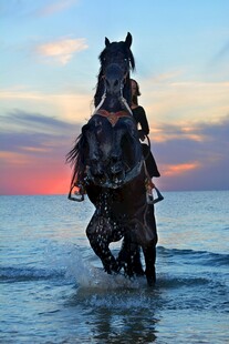 夕阳下骏马踏浪前行