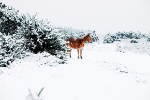 雪地中独行的棕色骏马