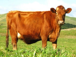 草原上的棕色健硕母牛