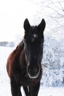 雪地中的棕色骏马