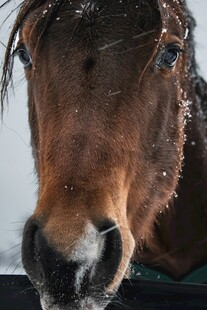 雪中骏马特写