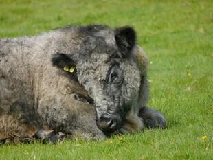 草地上休憩的灰毛牛