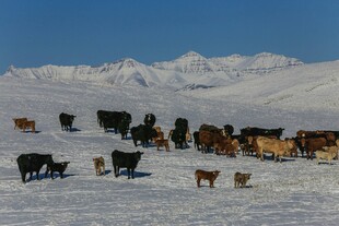 雪地中的牛群与壮丽雪山