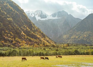 山间牧场景色如画