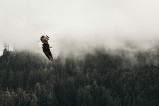 鹰翔山林间