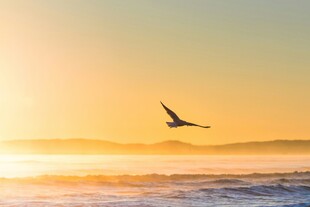 夕阳下飞鸟掠过海面