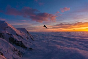雪山云海间飞鸟迎日出