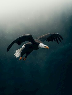 翱翔的白头鹰