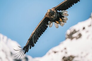 翱翔雄鹰于雪山之上