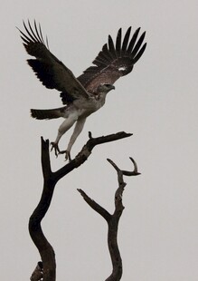 雄鹰立于枯枝展翅欲飞