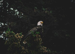 白头鹰栖息于繁茂树枝间