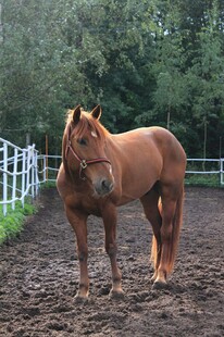 田野中的棕色骏马