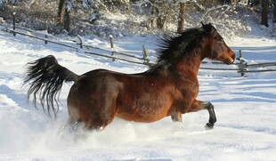 雪地奔腾骏马