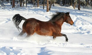 雪地奔腾骏马