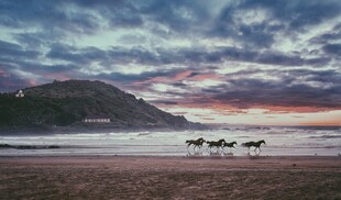 海边日落时的马群美景