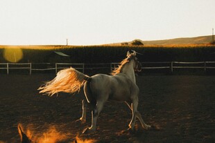 夕阳下奔腾的白马