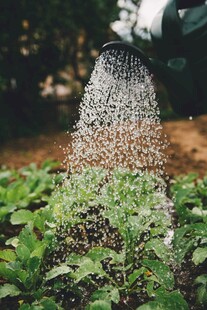 蜜蜂聚集在蜂巢上