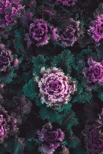 紫色系多肉植物美丽景观