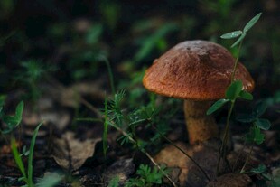 森林中的棕色蘑菇
