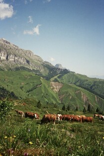 山间牧场景色