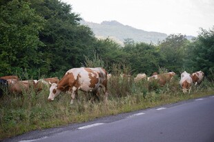 公路旁牛群在草地悠闲觅食