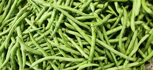 新鲜翠绿长豆角