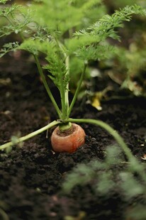 破土而出的胡萝卜幼苗
