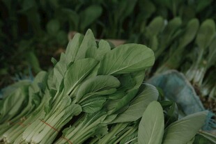 新鲜青菜待售