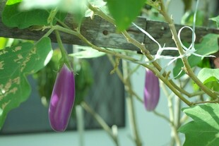 枝头紫花旁的小鸟