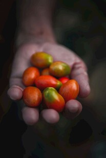 手中捧的多彩小番茄