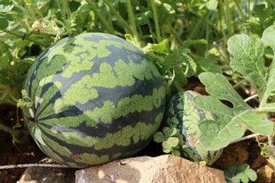 田间成熟的大西瓜