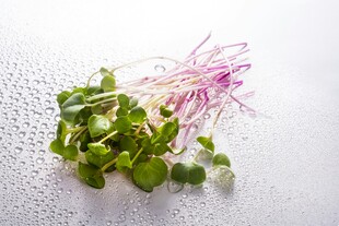 新鲜芽苗菜 健康蔬菜选择