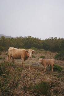 田野中的母牛与小牛