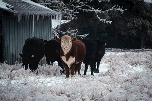雪地中的牛群