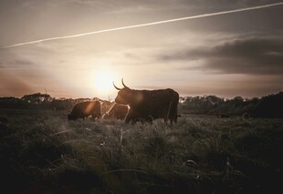 夕阳下的牛在广袤田野