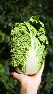 手捧新鲜大白菜