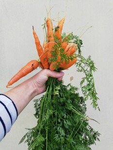 手捧新鲜带叶胡萝卜