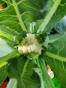 花椰菜植株特写