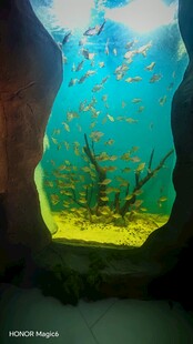 水族观赏鱼