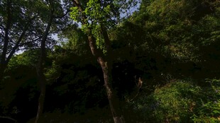 深山老林