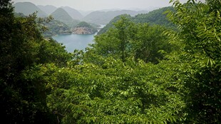 森林