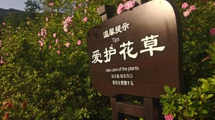 爱护花草牌