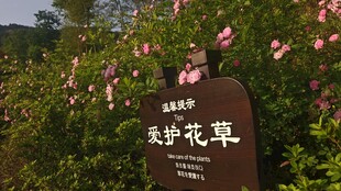 花草牌