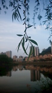 湖畔