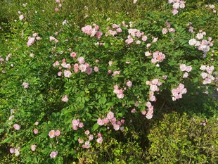粉蔷薇