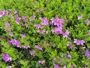 紫色小花