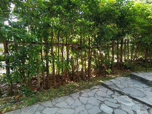 石径