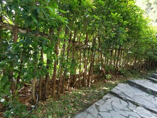 绿荫小道