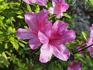 杜鹃花